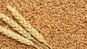 صوامع وشون المحافظات تواصل استلام القمح من المزارعين‎